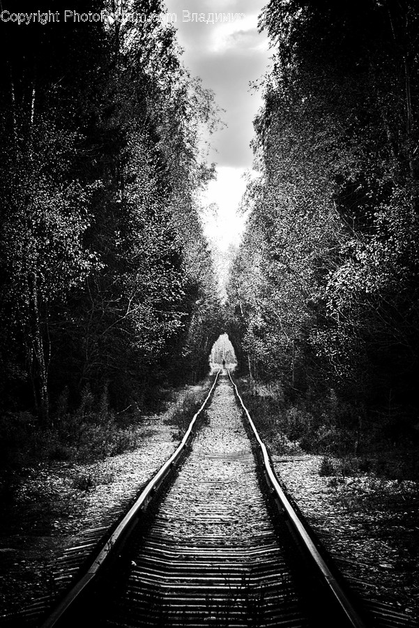 Rail, Railway, Train Track, Transportation, Path