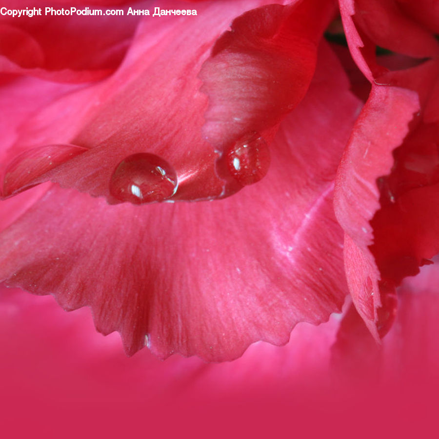 Flora, Flower, Gladiolus, Plant, Blossom, Carnation, Petal