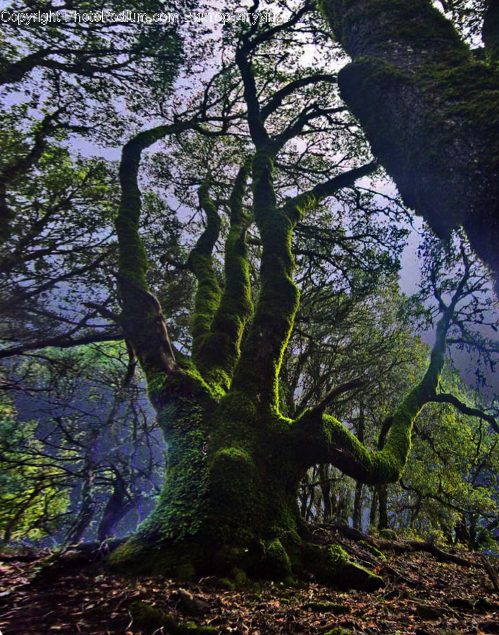 Flora, Oak, Plant, Tree, Forest