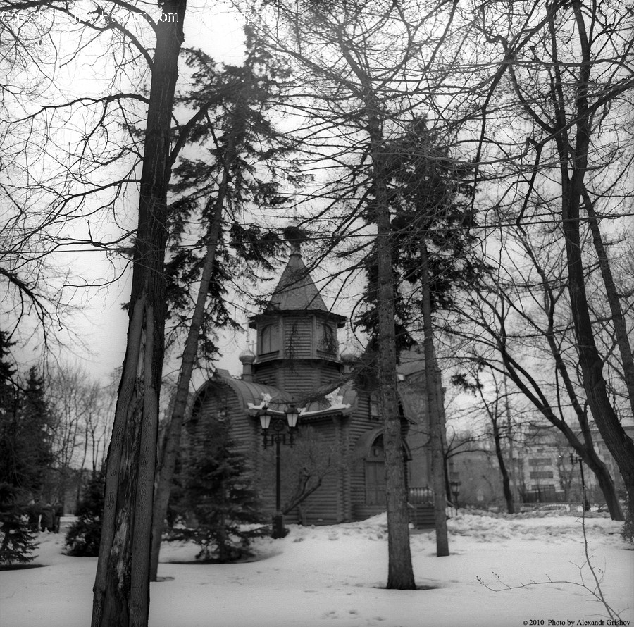 Flora, Plant, Tree, Forest, Land