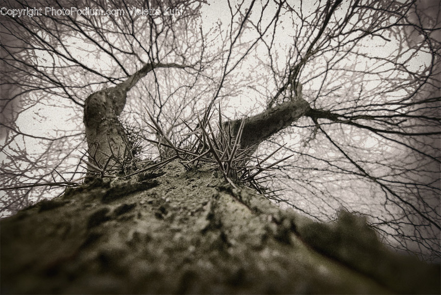 Flora, Plant, Tree, Oak, Forest