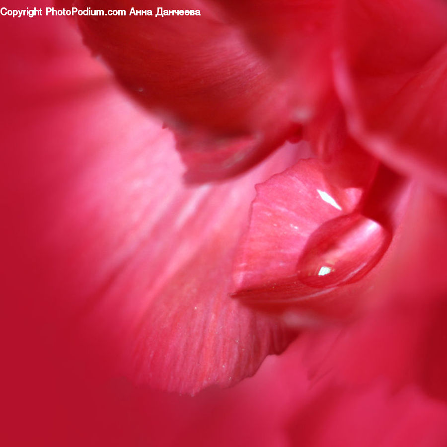 Flora, Flower, Gladiolus, Plant, Blossom, Geranium, Carnation