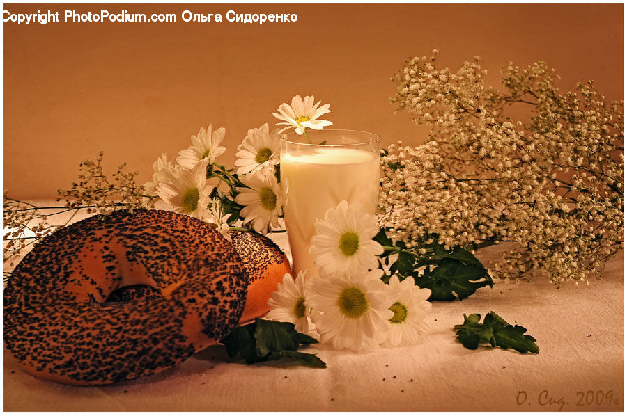 Daisies, Daisy, Flower, Plant, Blossom, Flora, Potted Plant
