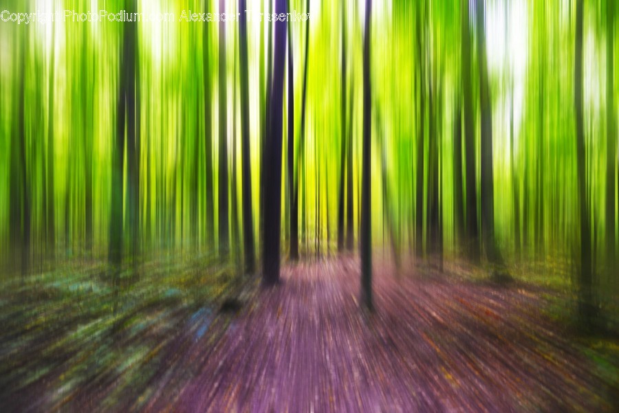 Light, Bamboo, Flora, Plant, Forest