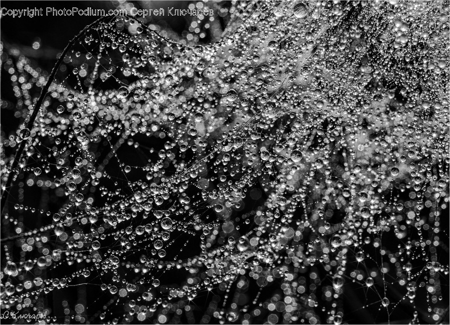 Asphalt, Tarmac, Water, Blossom, Flora