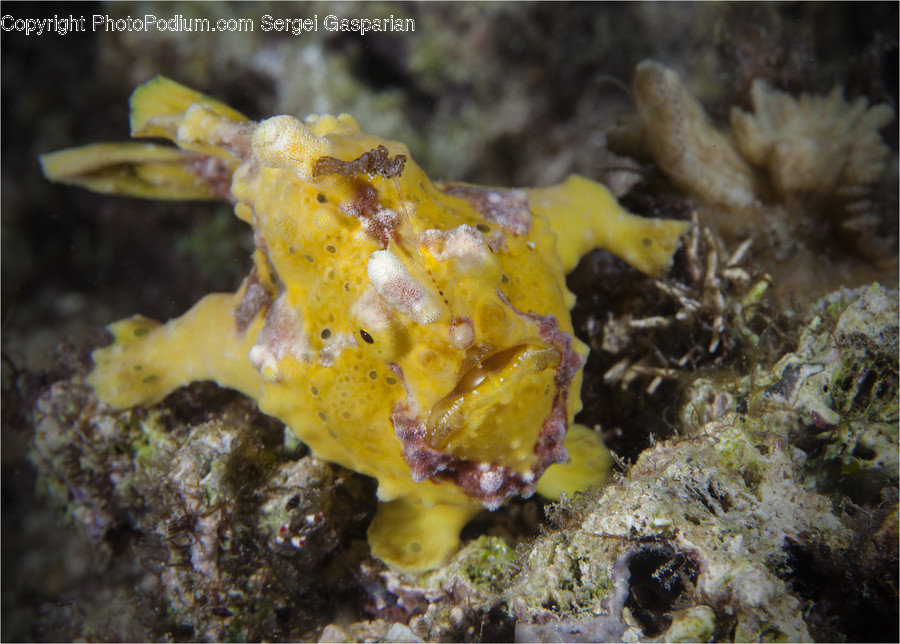 Animal, Mammal, Sea Life, Seahorse, Coral Reef