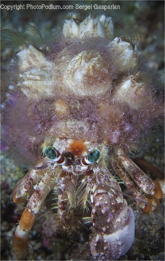 Animal, Crab, Food, Invertebrate, Sea Life