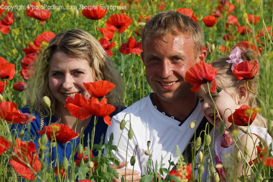 Blossom, Flora, Flower, Plant, Poppy