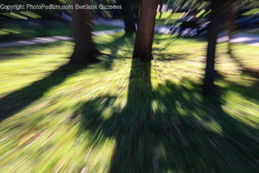 Flora, Grass, Plant, Dirt Road, Gravel