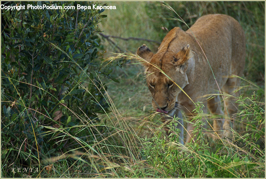 Animal, Lion, Wildlife, Cougar, Puma, Boar, Hog