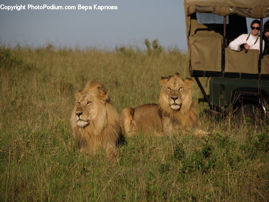 Animal, Lion, Wildlife, Zoo, Grassland, Outdoors, Savanna