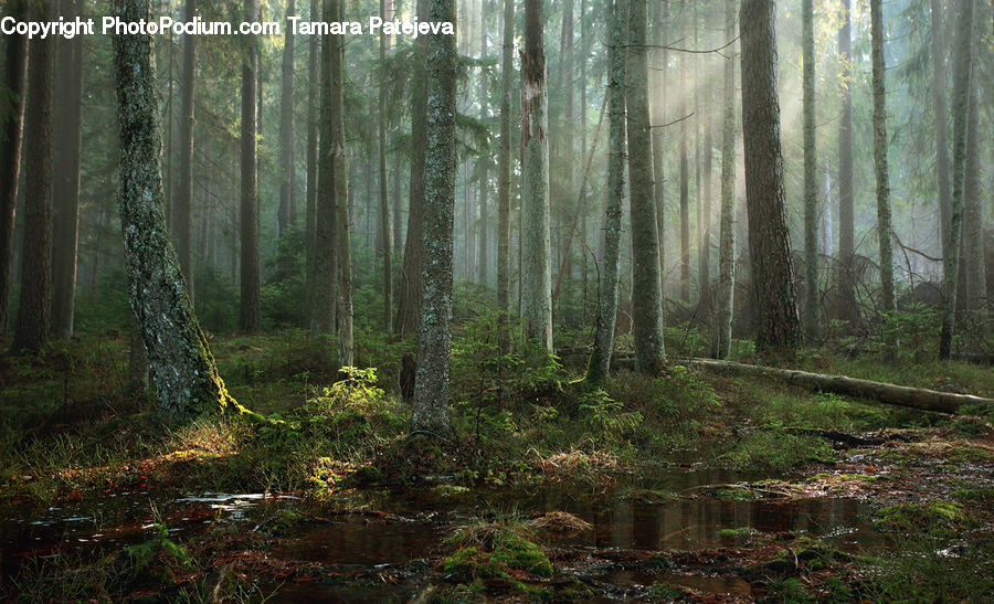 Forest, Vegetation, Plant, Potted Plant, Land, Marsh, Outdoors