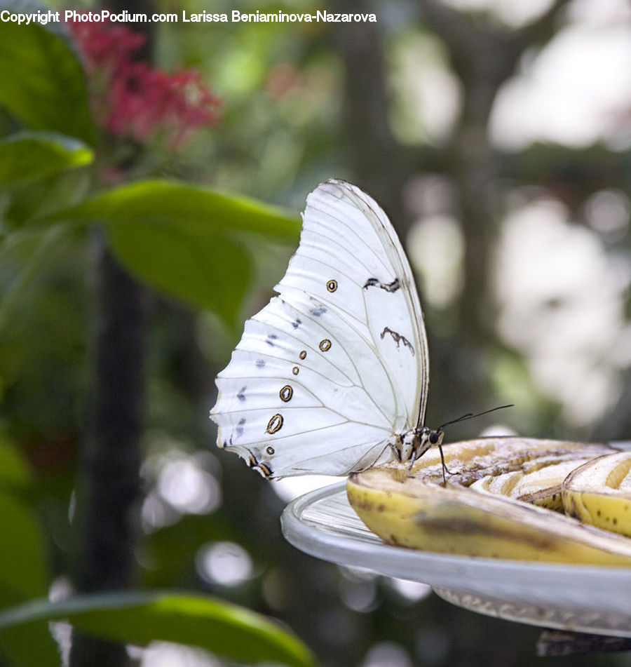 Plant, Potted Plant, Butterfly, Insect, Invertebrate, Ball, Sphere