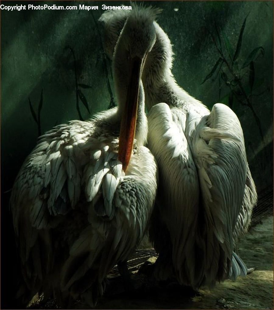 Animal, Zoo, Bird, Pelican, Beak, Anhinga, Cormorant