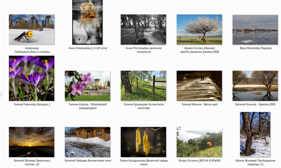 Collage, Poster, Blossom, Crocus, Flora