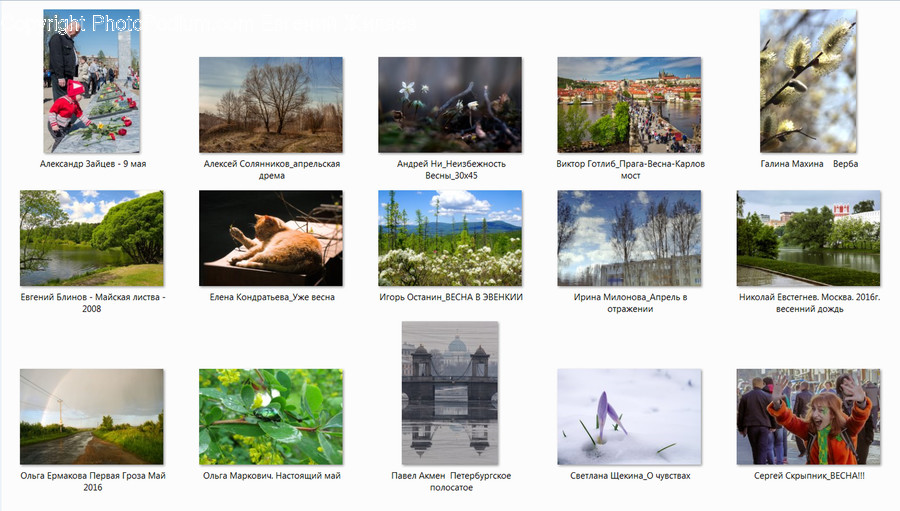 Collage, Poster, Flora, Herbal, Herbs