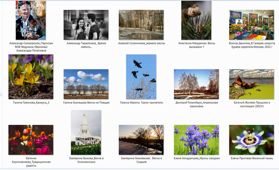 Collage, Poster, Blossom, Flora, Flower