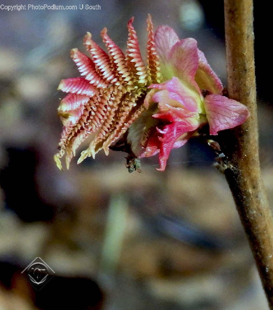 Fern, Flora, Plant, Blossom, Flower