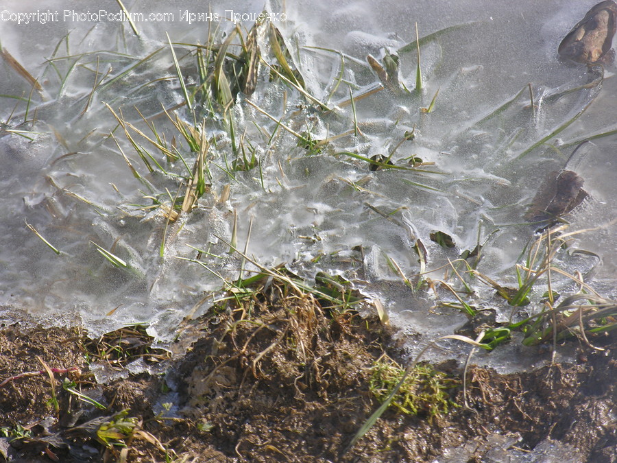 Animal, Insect, Invertebrate, Mantis, Dill