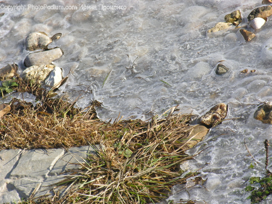 Rock, Ice, Outdoors, Amphibian, Animal