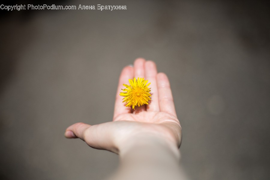 Blossom, Dandelion, Flora, Flower, Plant