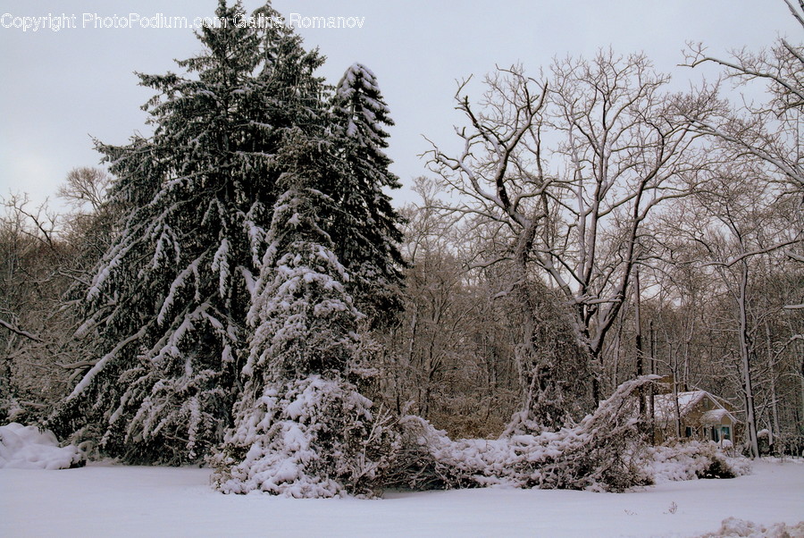 Abies, Conifer, Fir, Flora, Plant