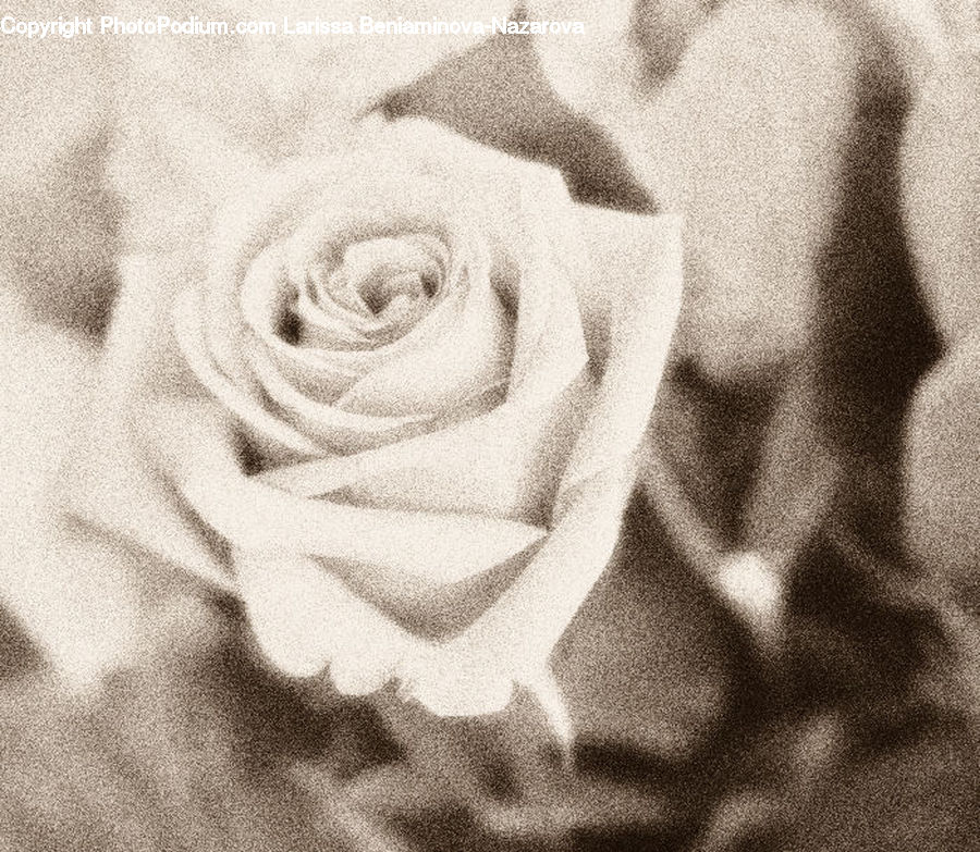 Blossom, Flower, Plant, Rose, Flora, Petal, Person