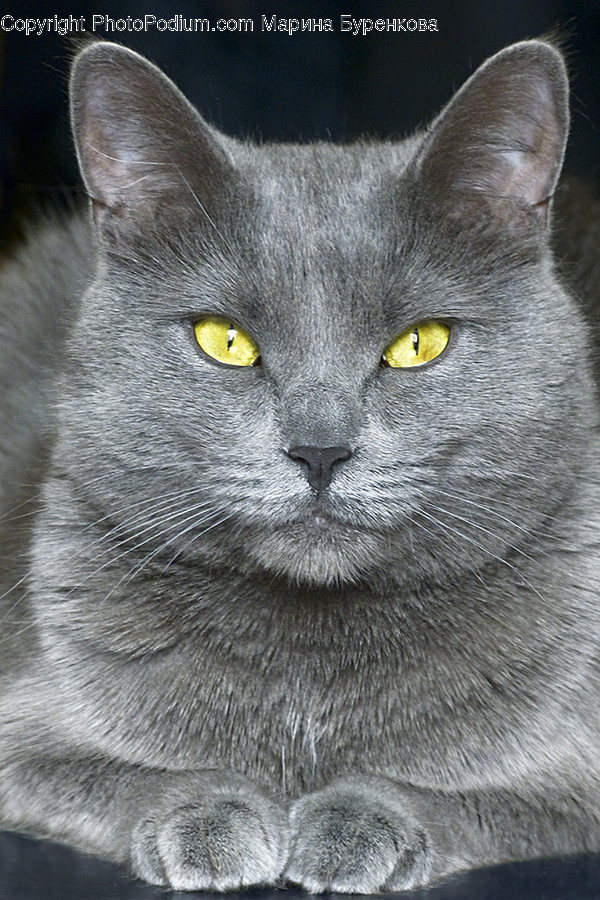 Animal, Pet, Cat, Mammal, Manx