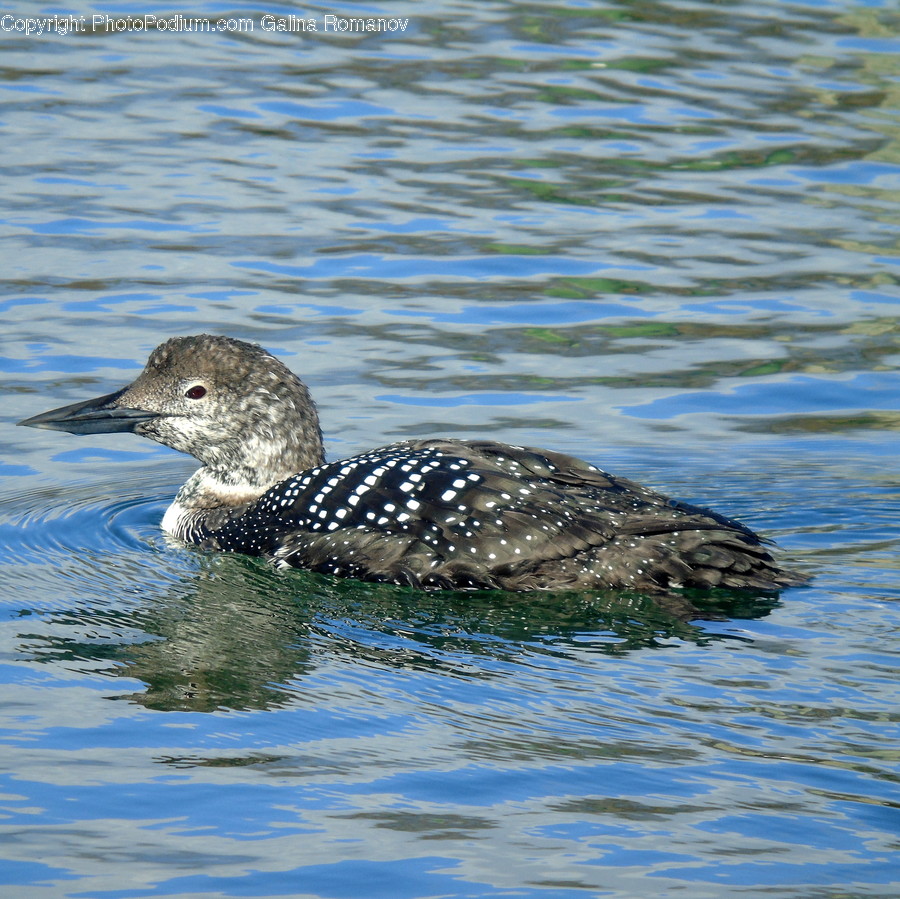 Animal, Bird, Duck, Waterfowl, Beak