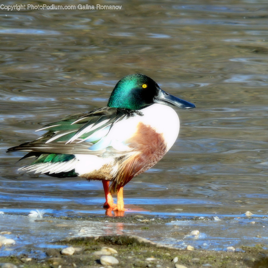 Animal, Bird, Duck, Waterfowl, Mallard