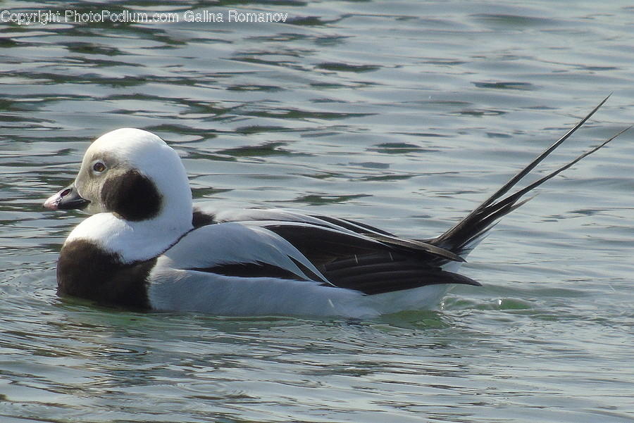 Animal, Bird, Waterfowl, Goose, Duck