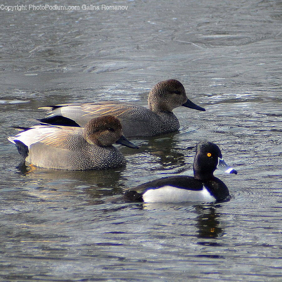 Animal, Bird, Waterfowl, Duck, Goose