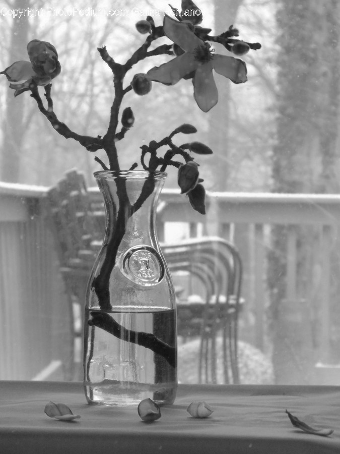 Beverage, Drink, Water, Flora, Plant