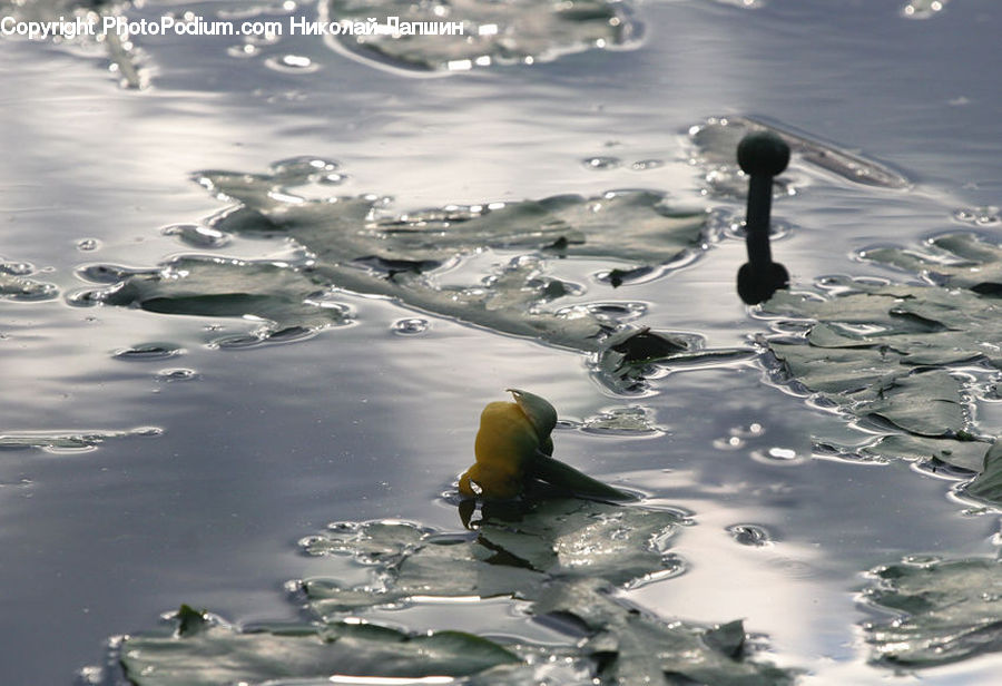 People, Person, Human, Flower, Lily, Plant, Pond Lily