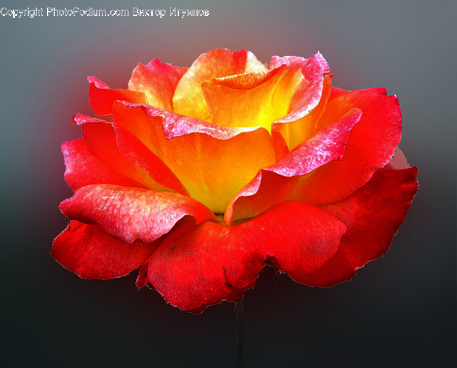 Blossom, Carnation, Flora, Flower, Plant