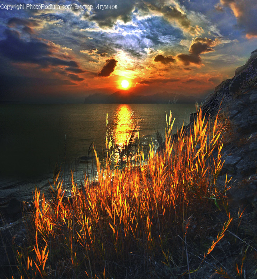 Outdoors, Sky, Flora, Grass, Plant