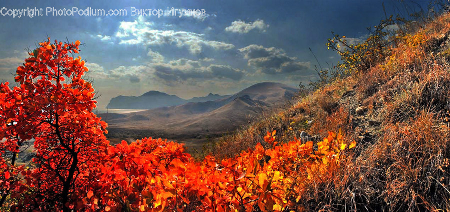 Flora, Maple, Plant, Tree, Bush