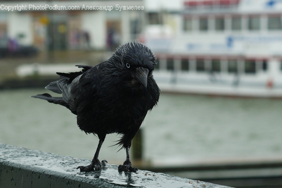 Animal, Bird, Crow