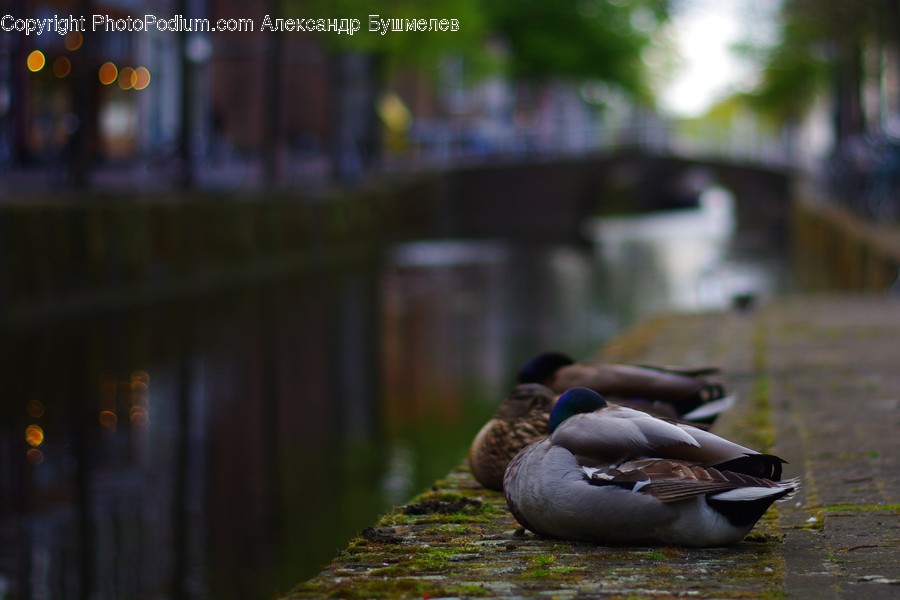 Animal, Bird, Duck, Waterfowl, Mallard