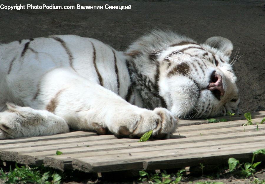 Plant, Potted Plant, Asleep, Animal, Cat, Mammal, Pet