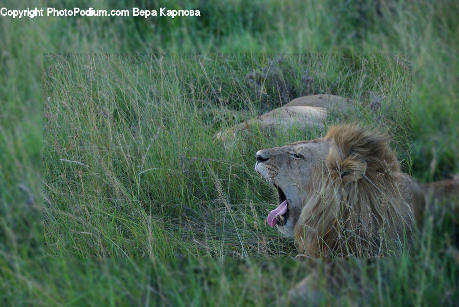 Animal, Lion, Wildlife, Field, Grass, Grassland, Plant