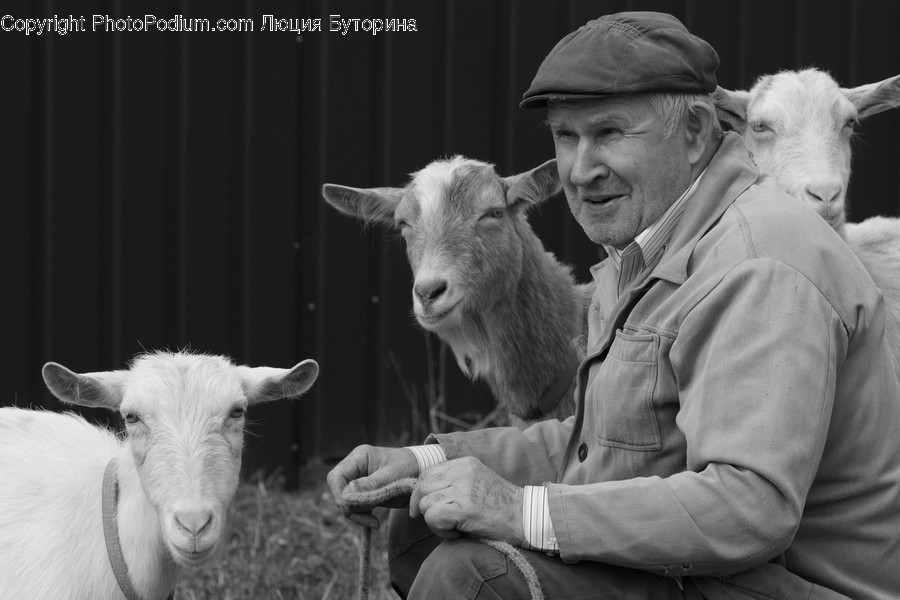 Human, People, Person, Animal, Goat