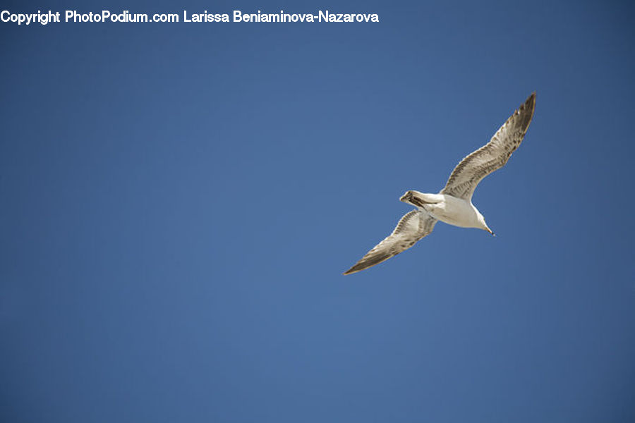 Bird, Seagull, Booby, Pelican, Kite Bird, Harrier, Hawk