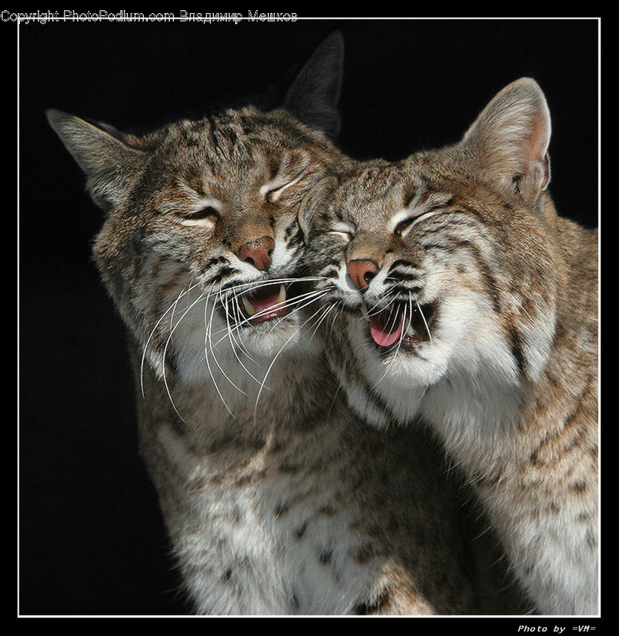 Animal, Cat, Mammal, Pet, Lynx