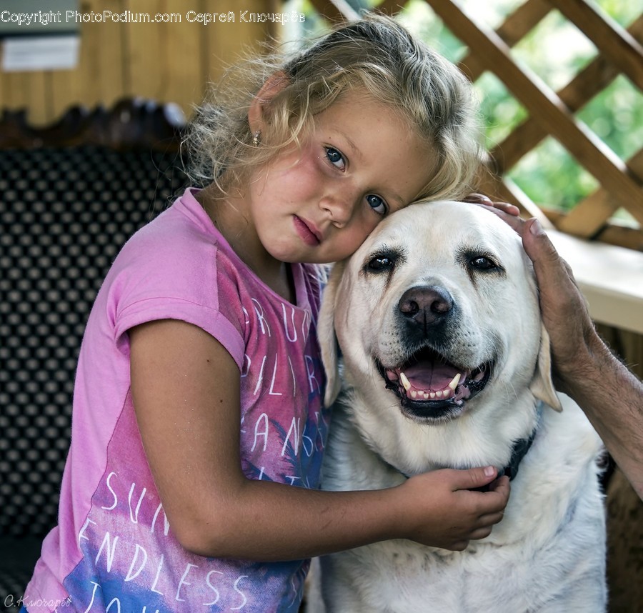 Animal, Canine, Dog, Labrador Retriever, Mammal