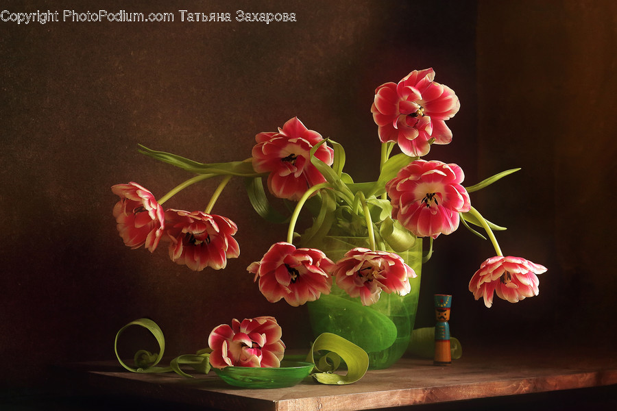 Blossom, Flora, Flower, Geranium, Plant