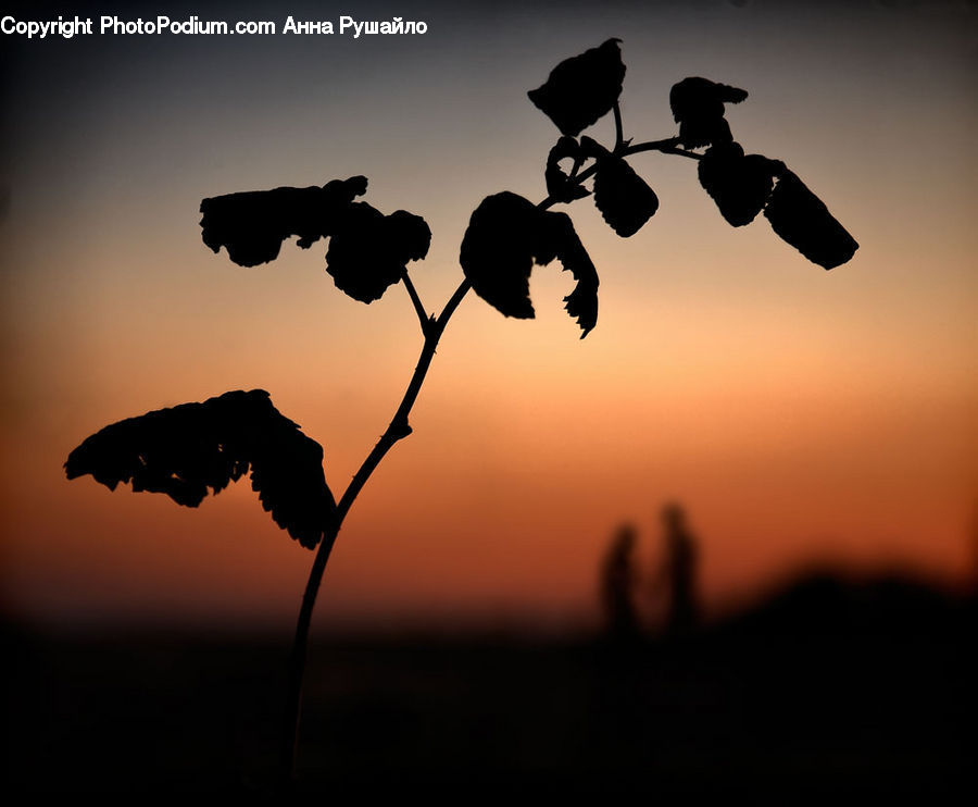 Silhouette, Plant, Weed, Dawn, Dusk, Sky, Sunrise