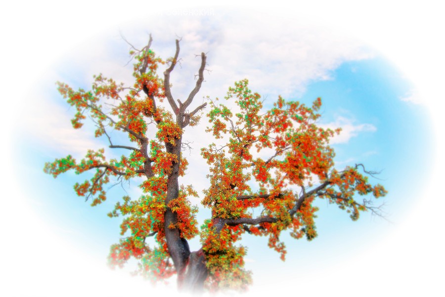 Flora, Maple, Plant, Tree, Bird Feeder