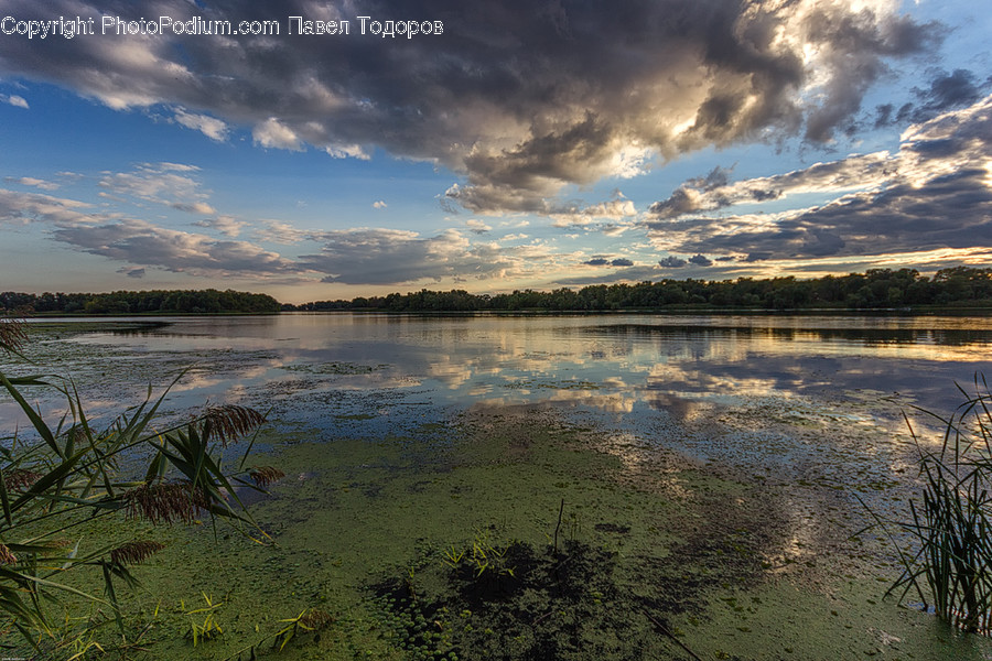 Land, Marsh, Outdoors, Swamp, Water