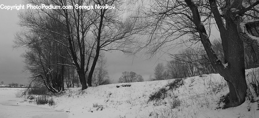 Ice, Outdoors, Snow, Plant, Tree, Countryside, Forest